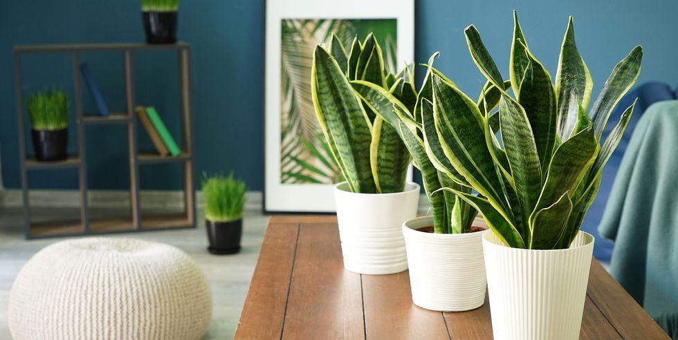 Air Purifying Plants