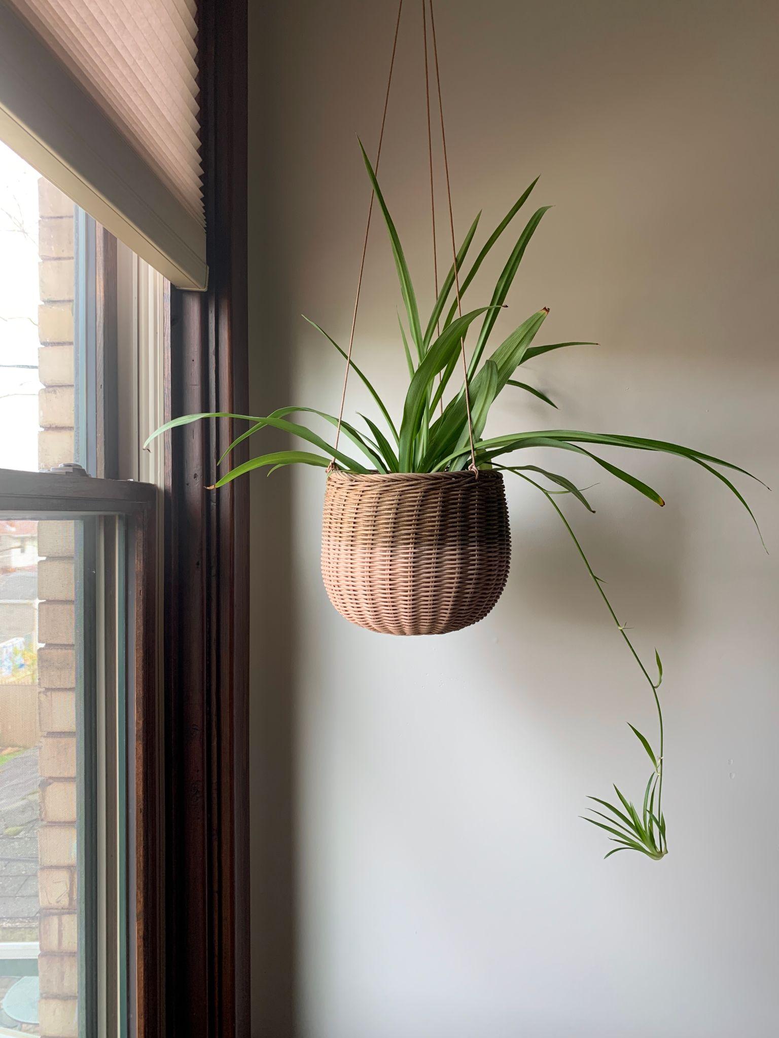 Hanging Plants