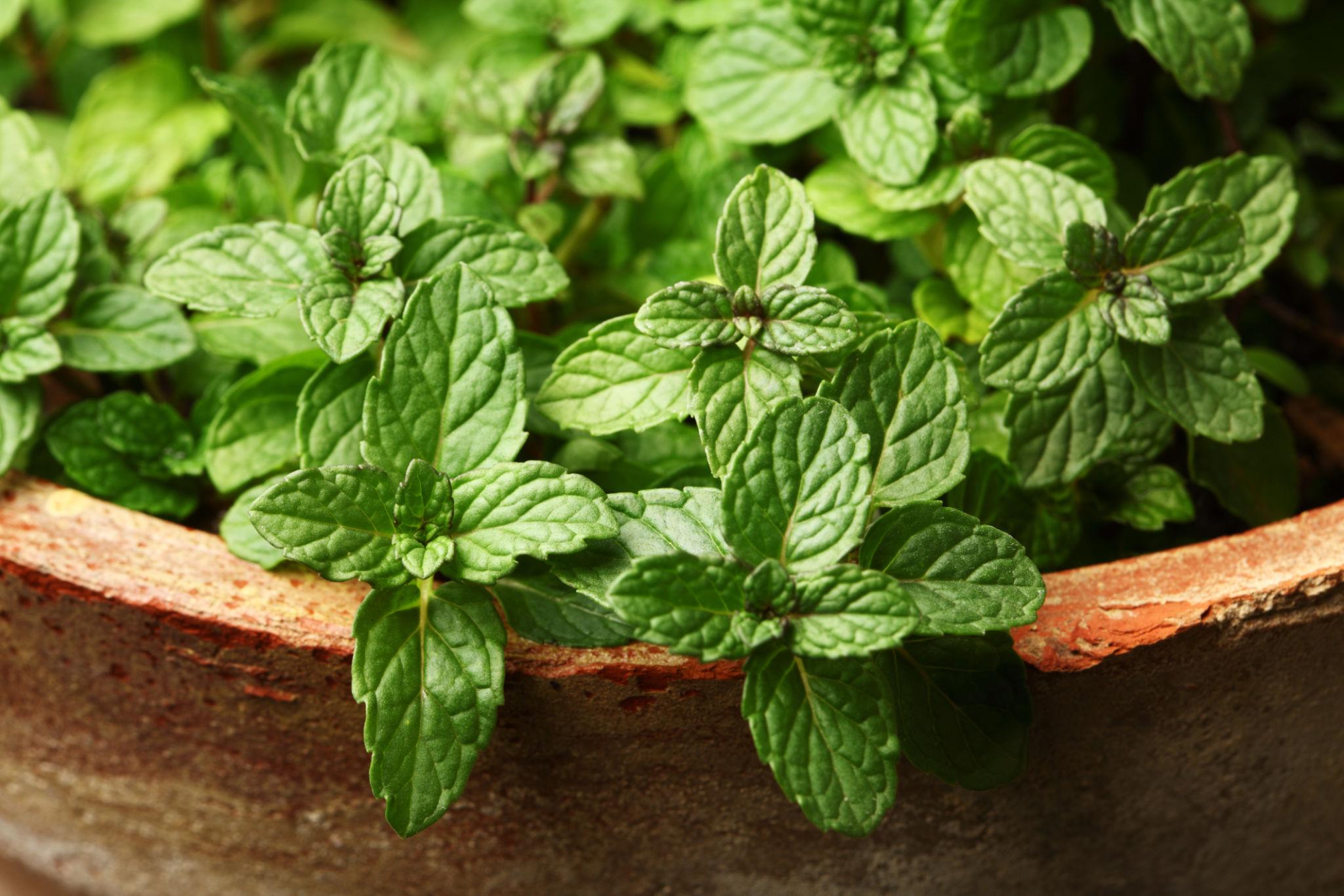 Mint Plant