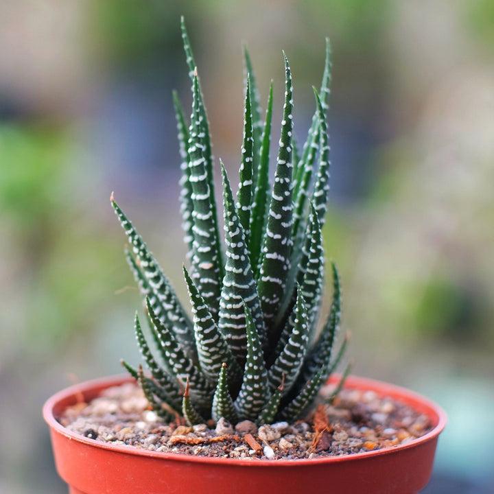 Haworthia