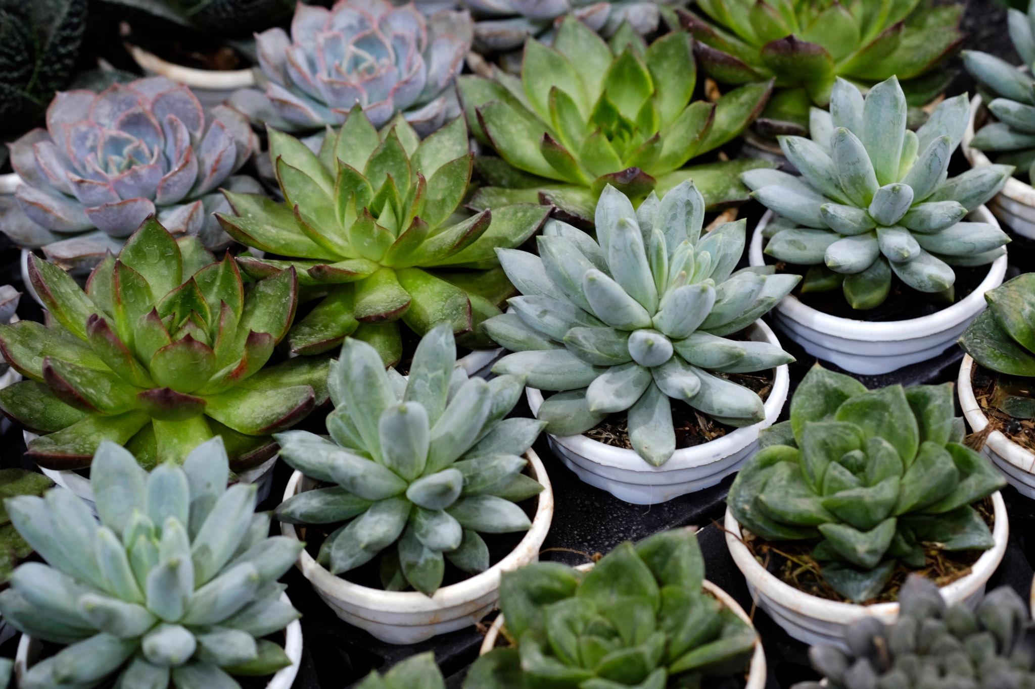 Echeveria