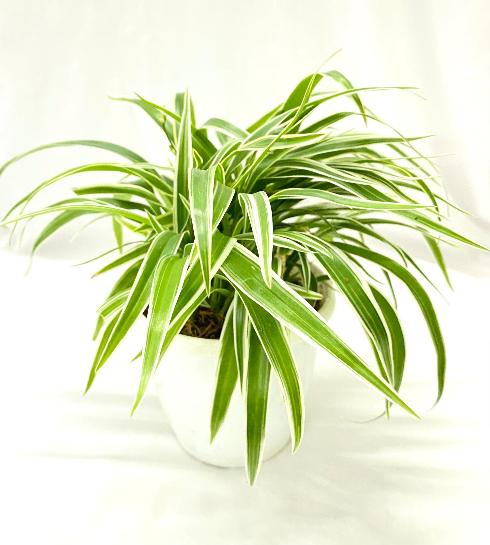 Spider Plant