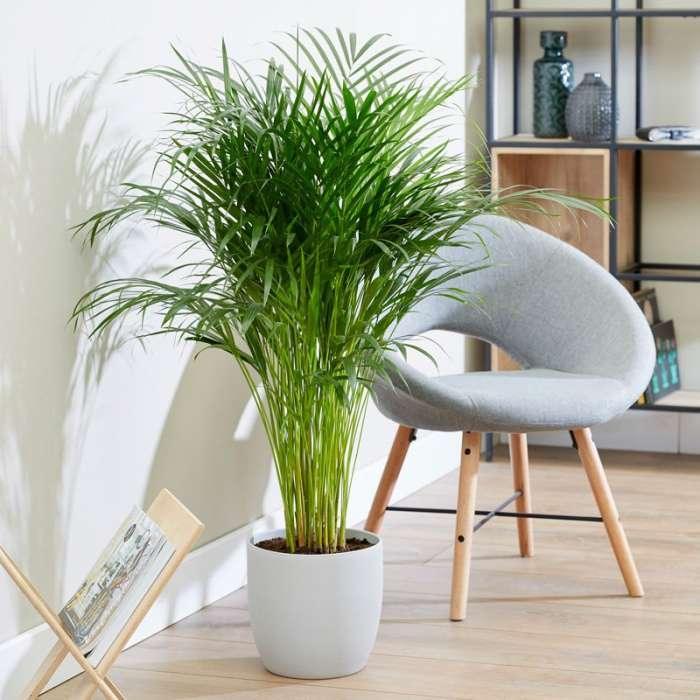 Areca Palm